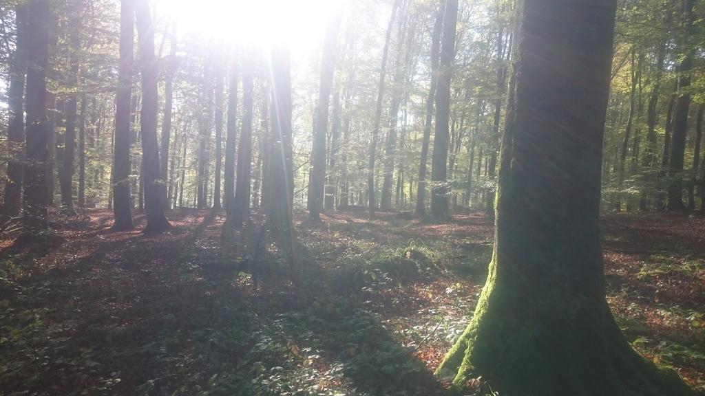 Fewo Zum Sonnenschein Simmerath Kültér fotó